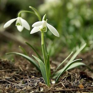galanthus_nivalis