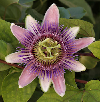 passionflower-350
